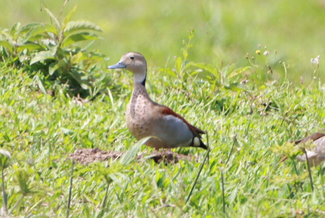 Ringed Teal - ML646392725