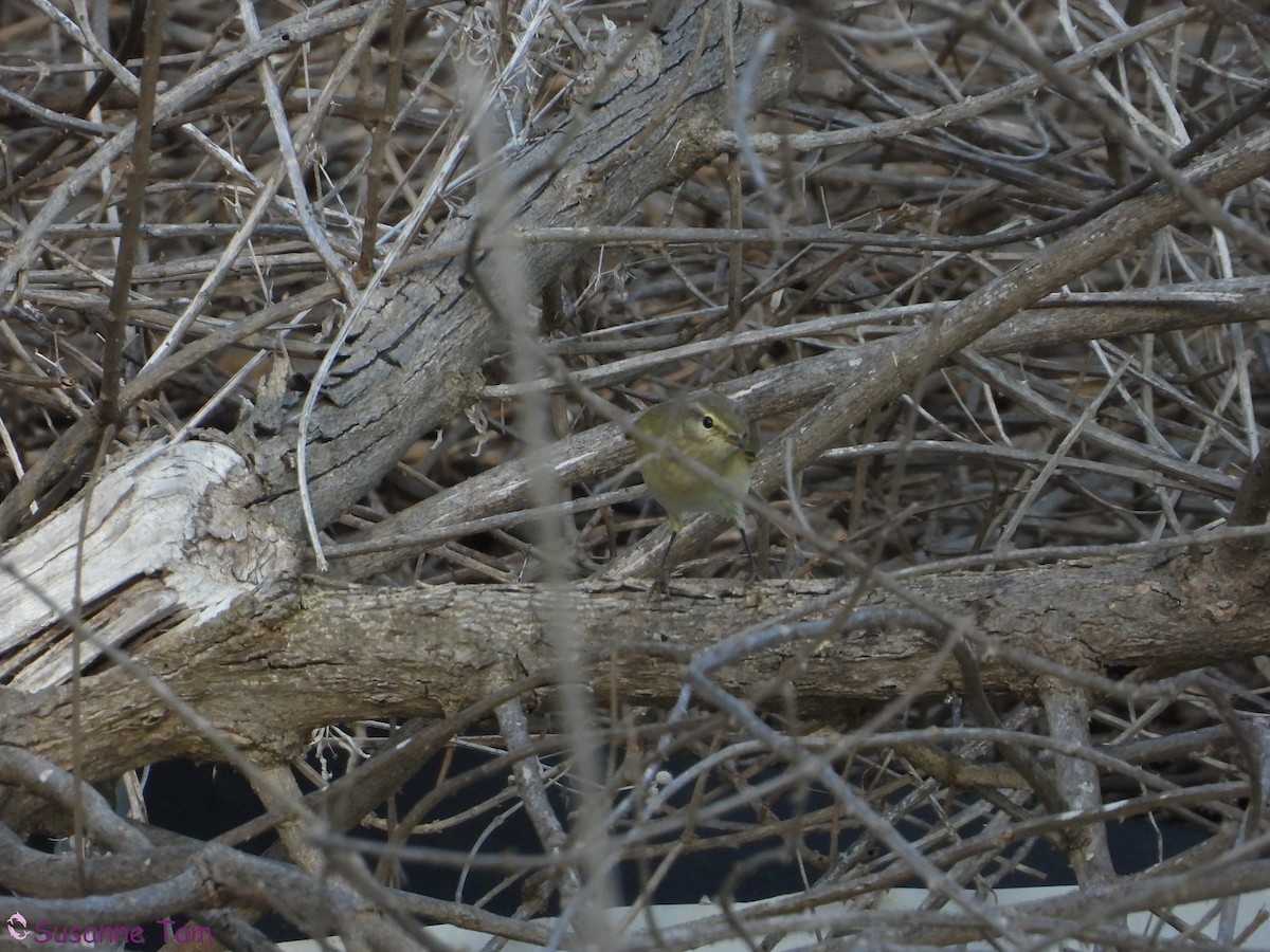 Common Chiffchaff - ML646392727