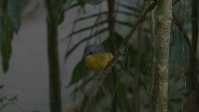 gulbrystflueskvett - ML646392728