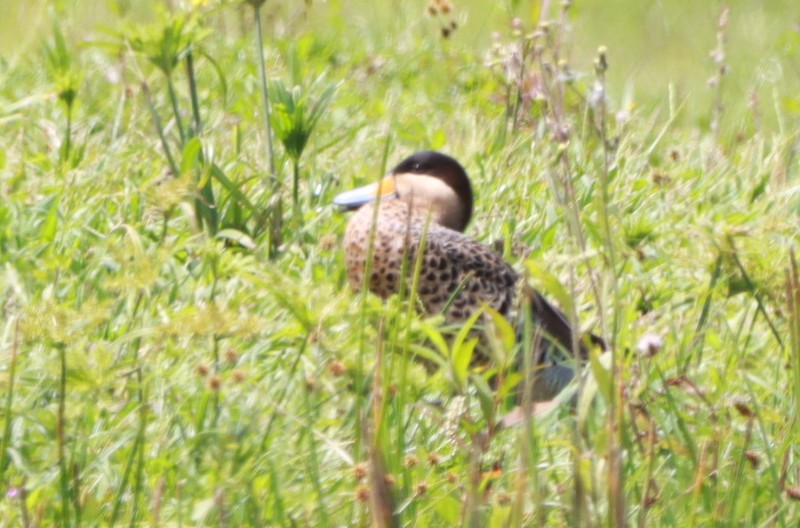 Silver Teal - ML646392731