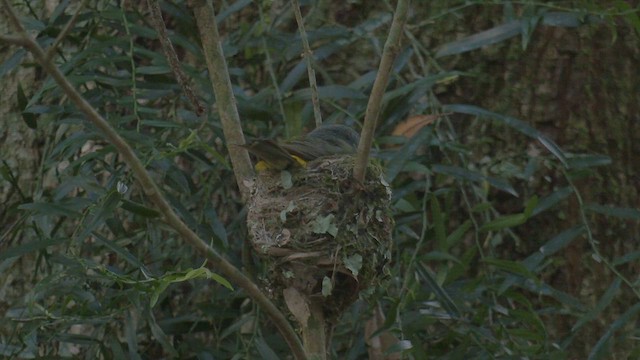 gulbrystflueskvett - ML646392733