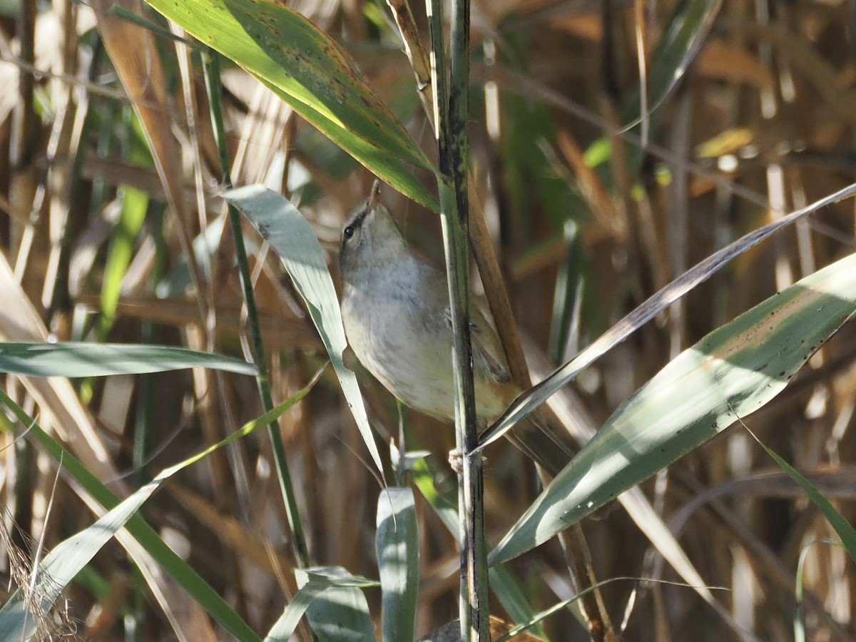 Широкохвістка китайська - ML646392735