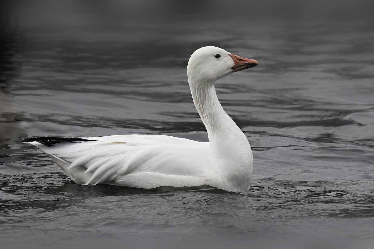 Elur-antzara - ML646392736