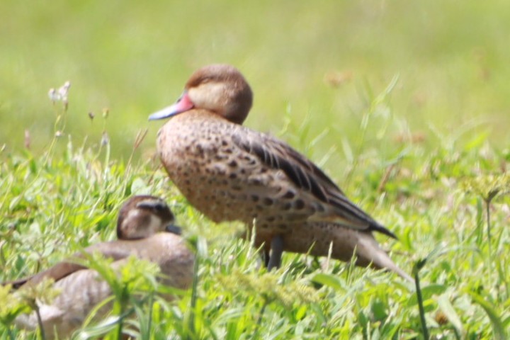 White-cheeked Pintail - ML646392737