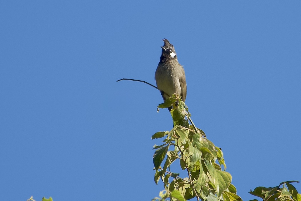 Himalayan Bulbul - ML646392739