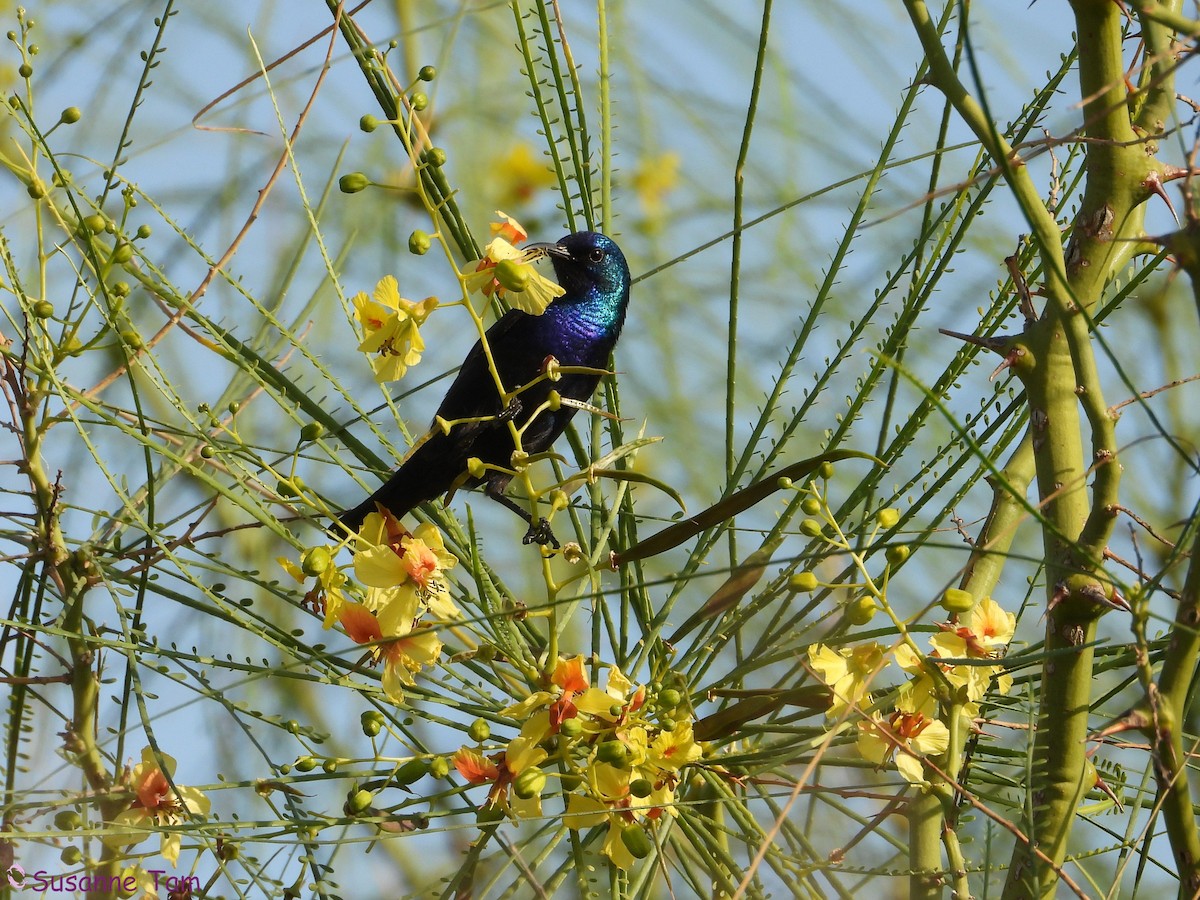 Palestine Sunbird - ML646392740