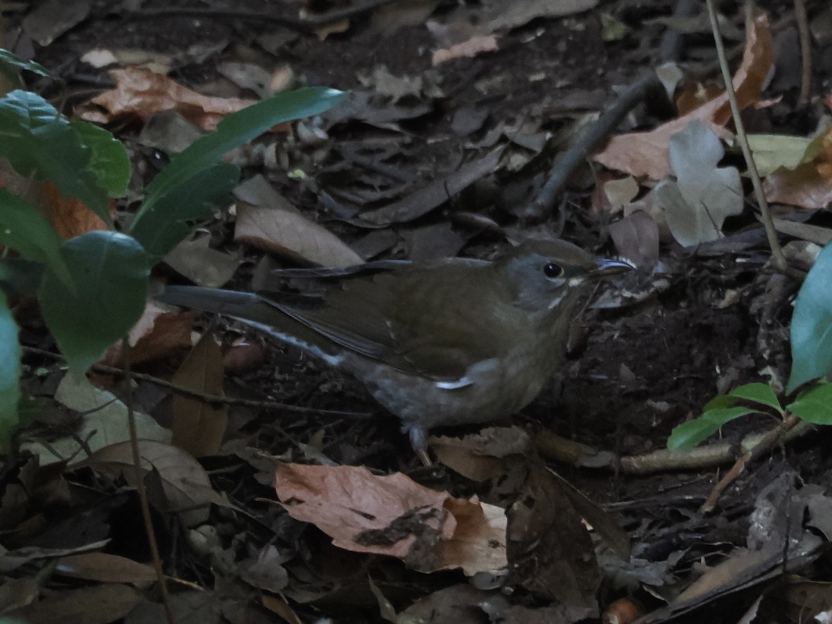 Дрізд блідий - ML646392741