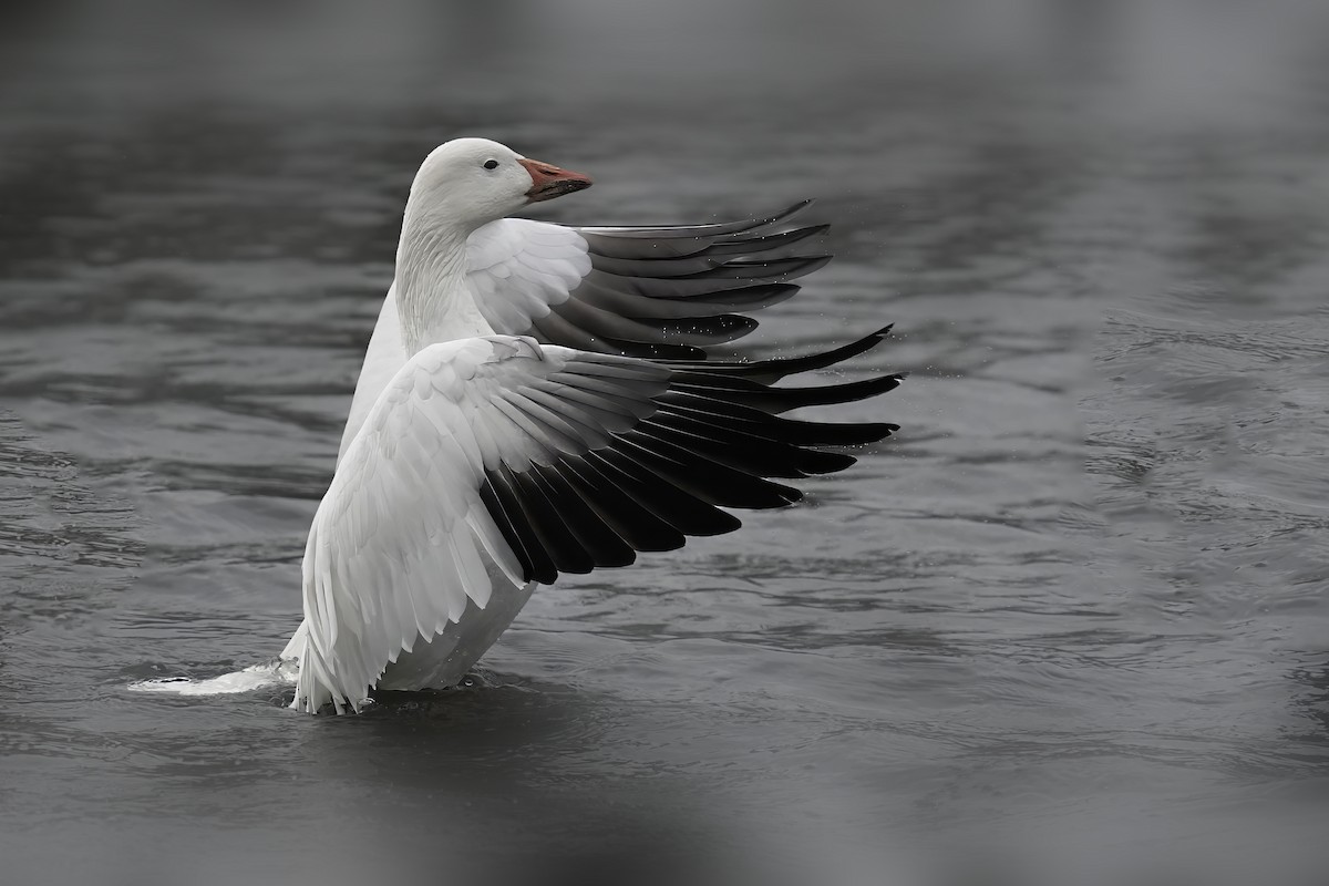 Elur-antzara - ML646392742