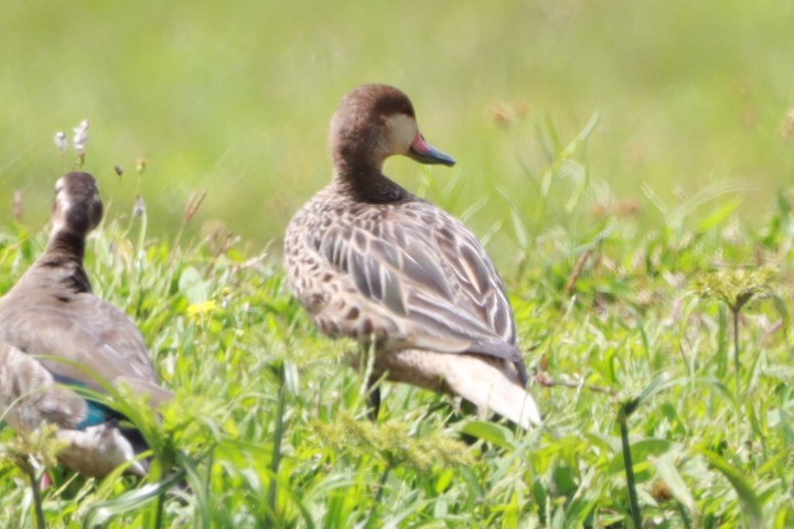 White-cheeked Pintail - ML646392743