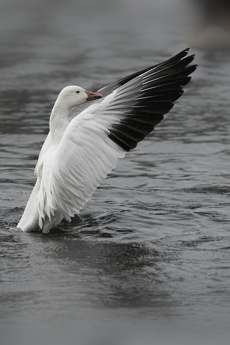 Elur-antzara - ML646392744