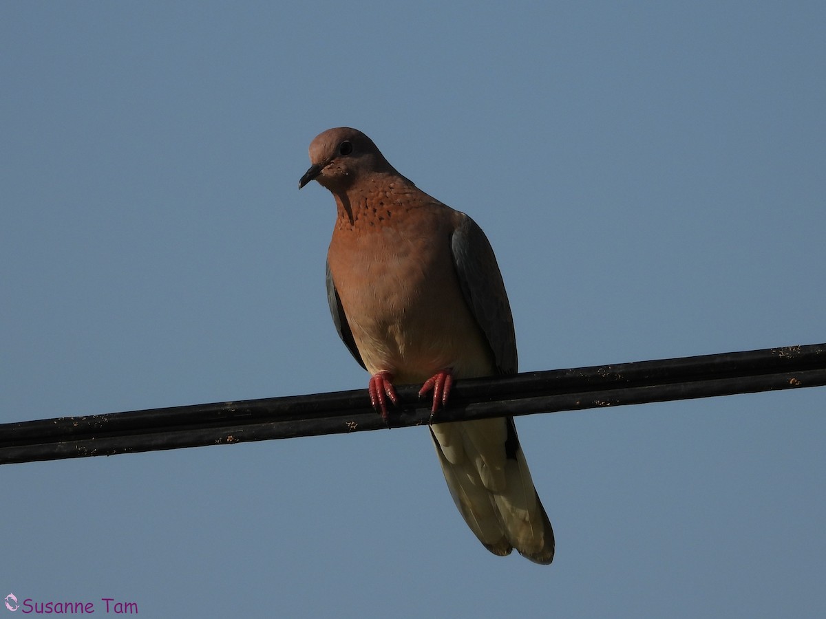 Laughing Dove - ML646392745