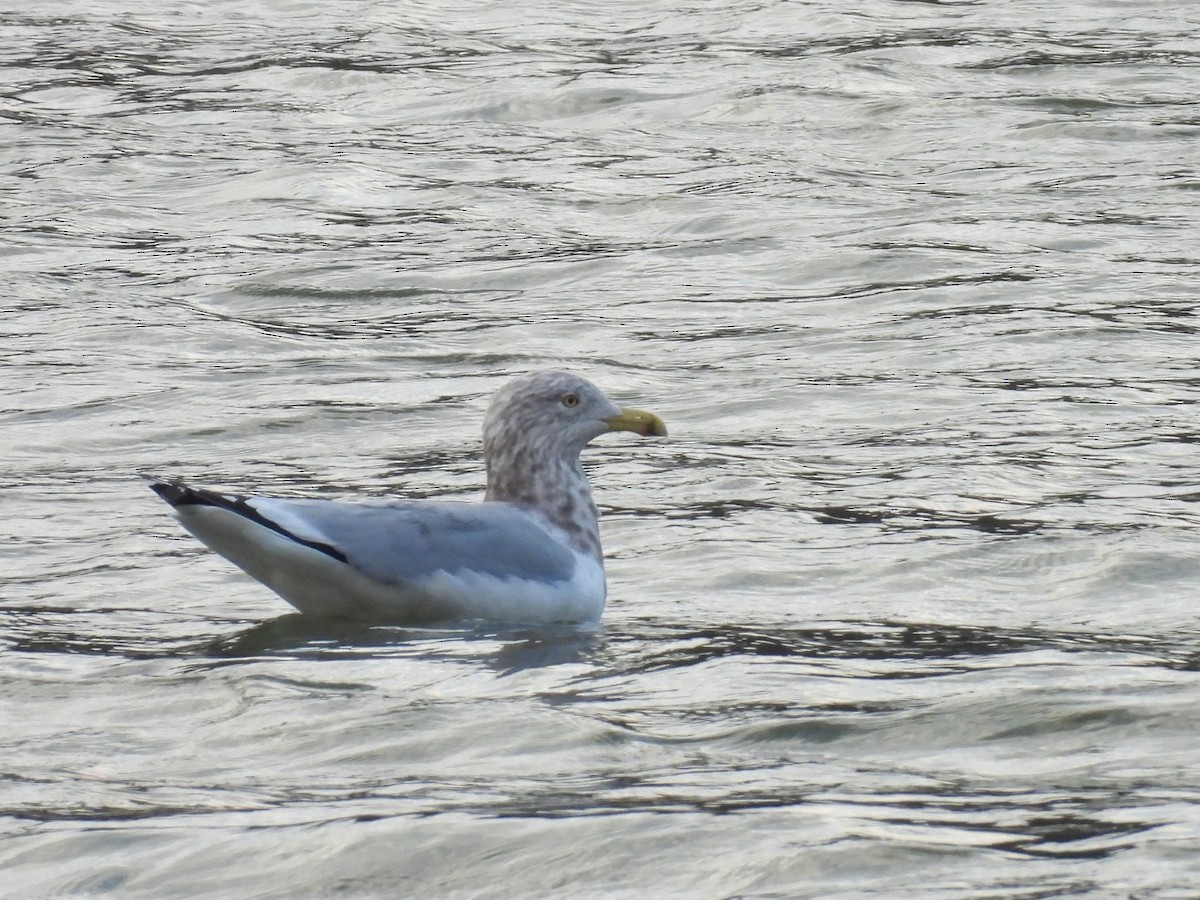 American Herring Gull - ML646392746