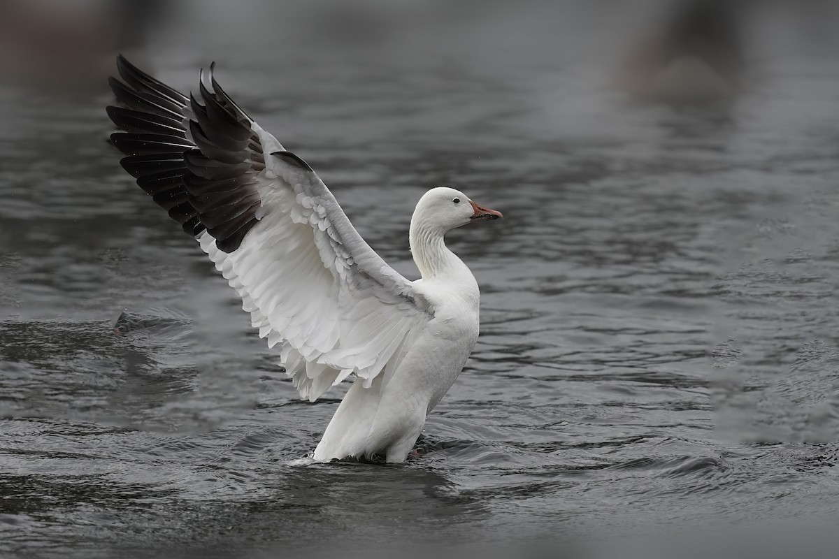 Elur-antzara - ML646392747