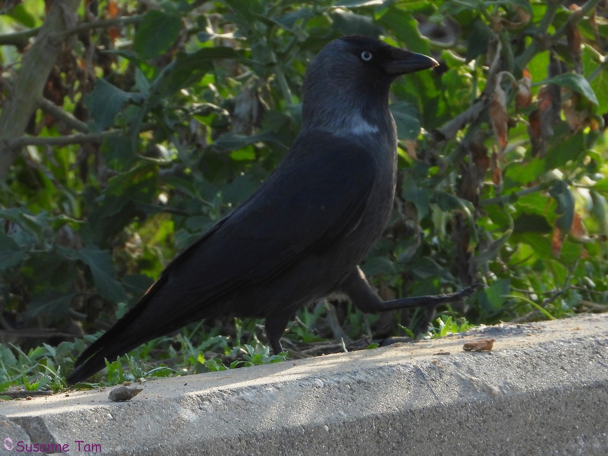 Eurasian Jackdaw - ML646392748