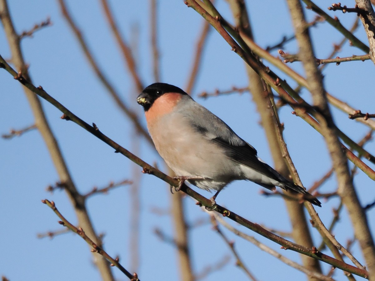 Снігур звичайний - ML646392749