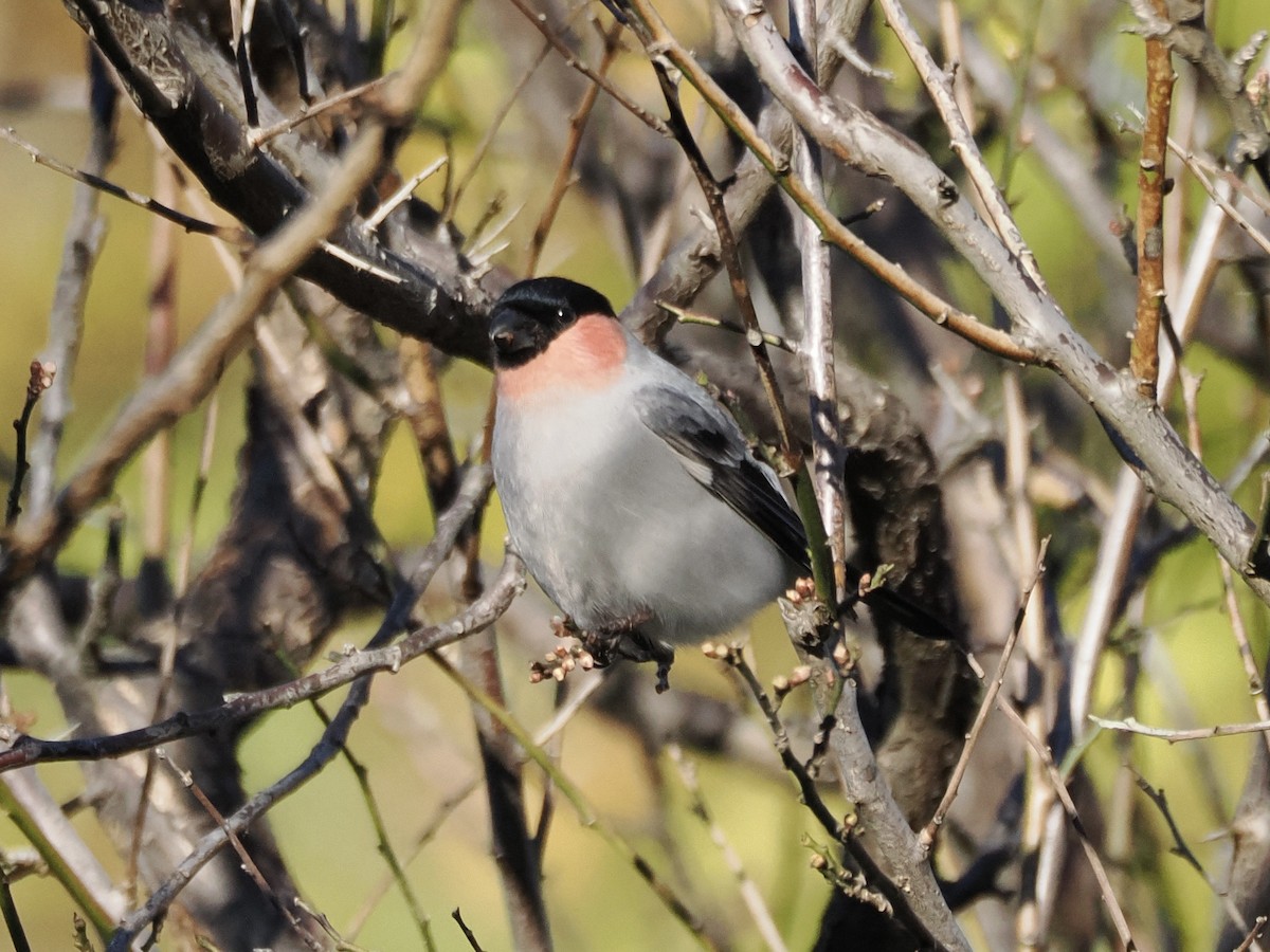 Снігур звичайний - ML646392750