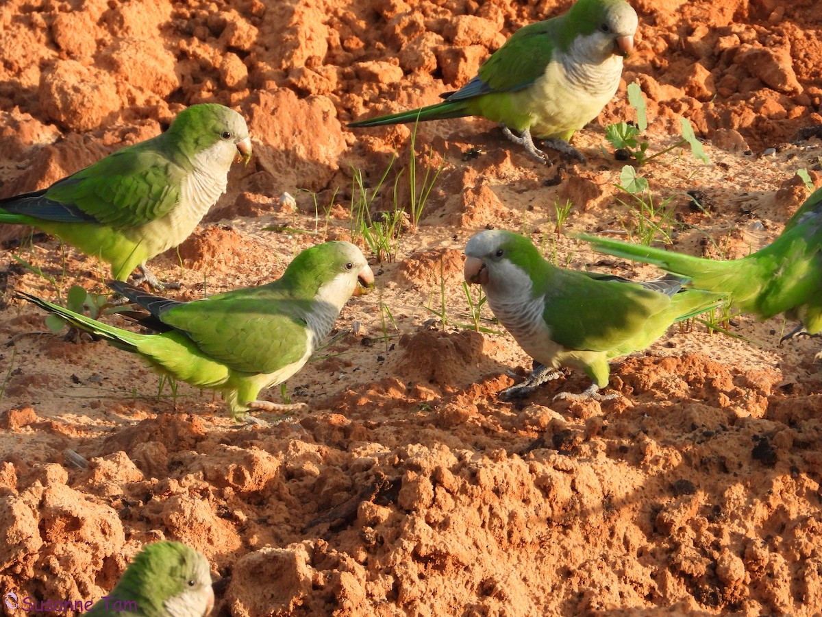 Калита сіроволий - ML646392751