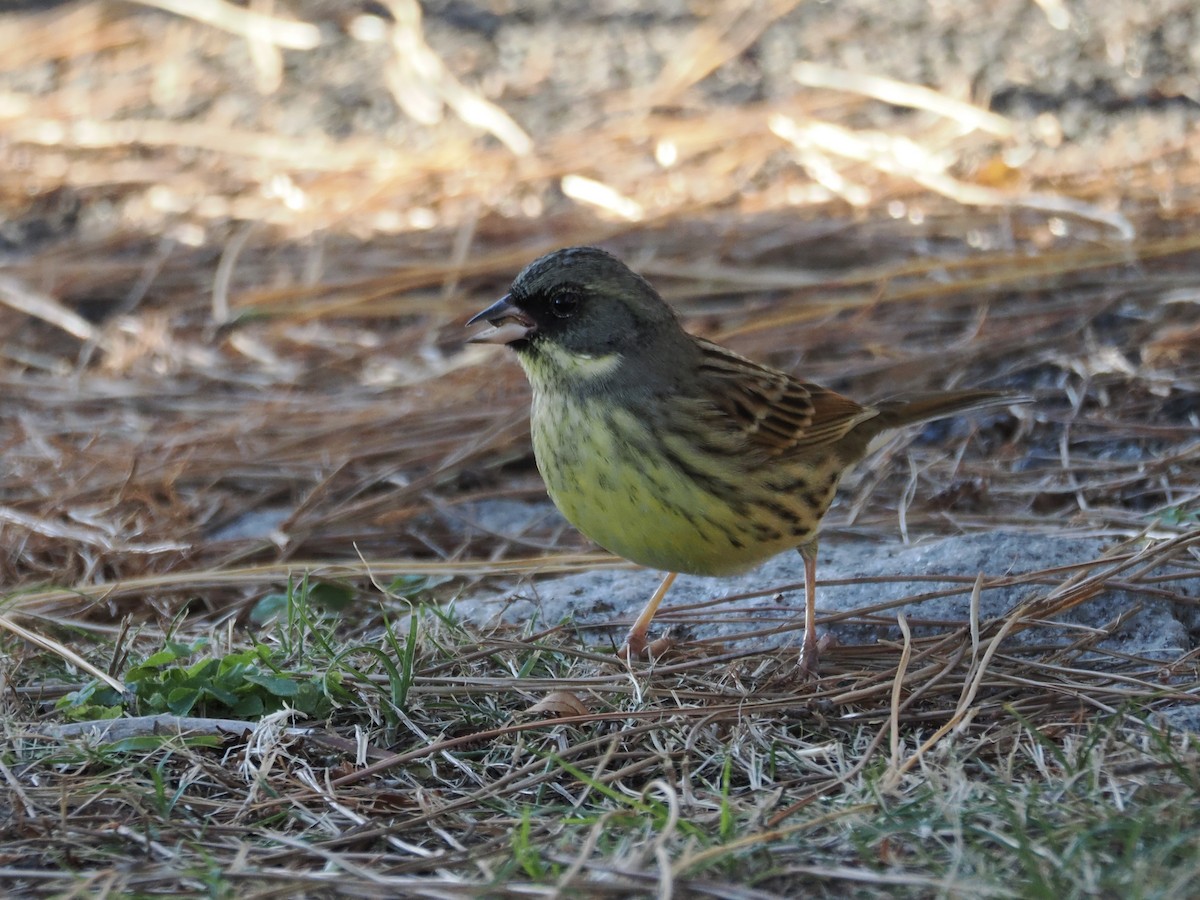 Вівсянка маскова - ML646392754