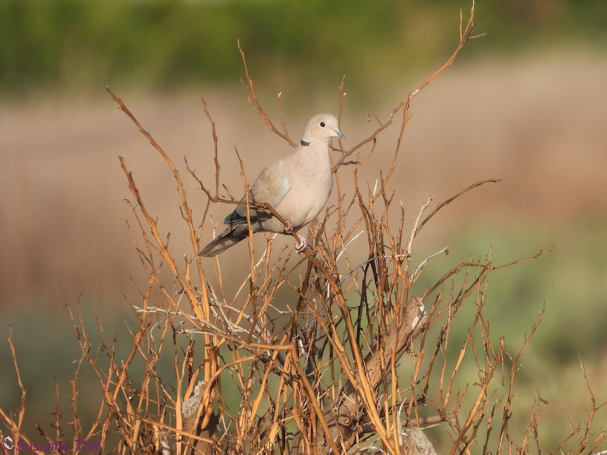 Eurasian Collared-Dove - ML646392755