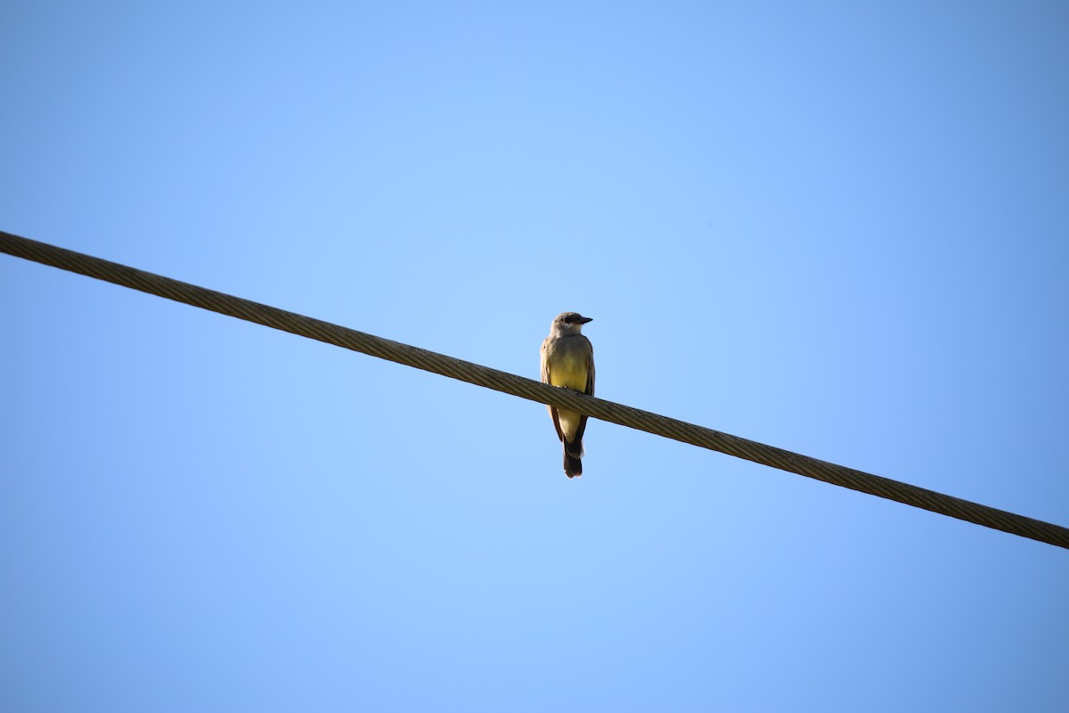 Cassin's Kingbird - ML646392760