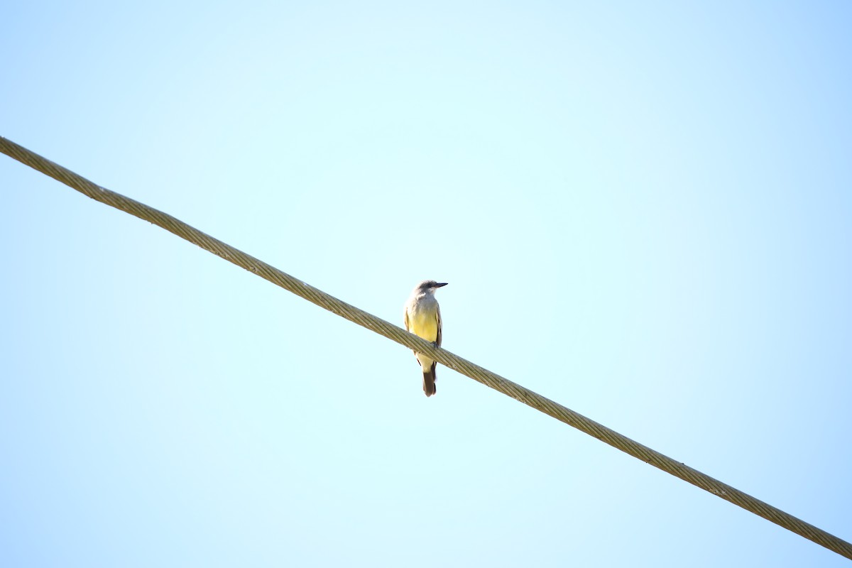 Cassin's Kingbird - ML646392761