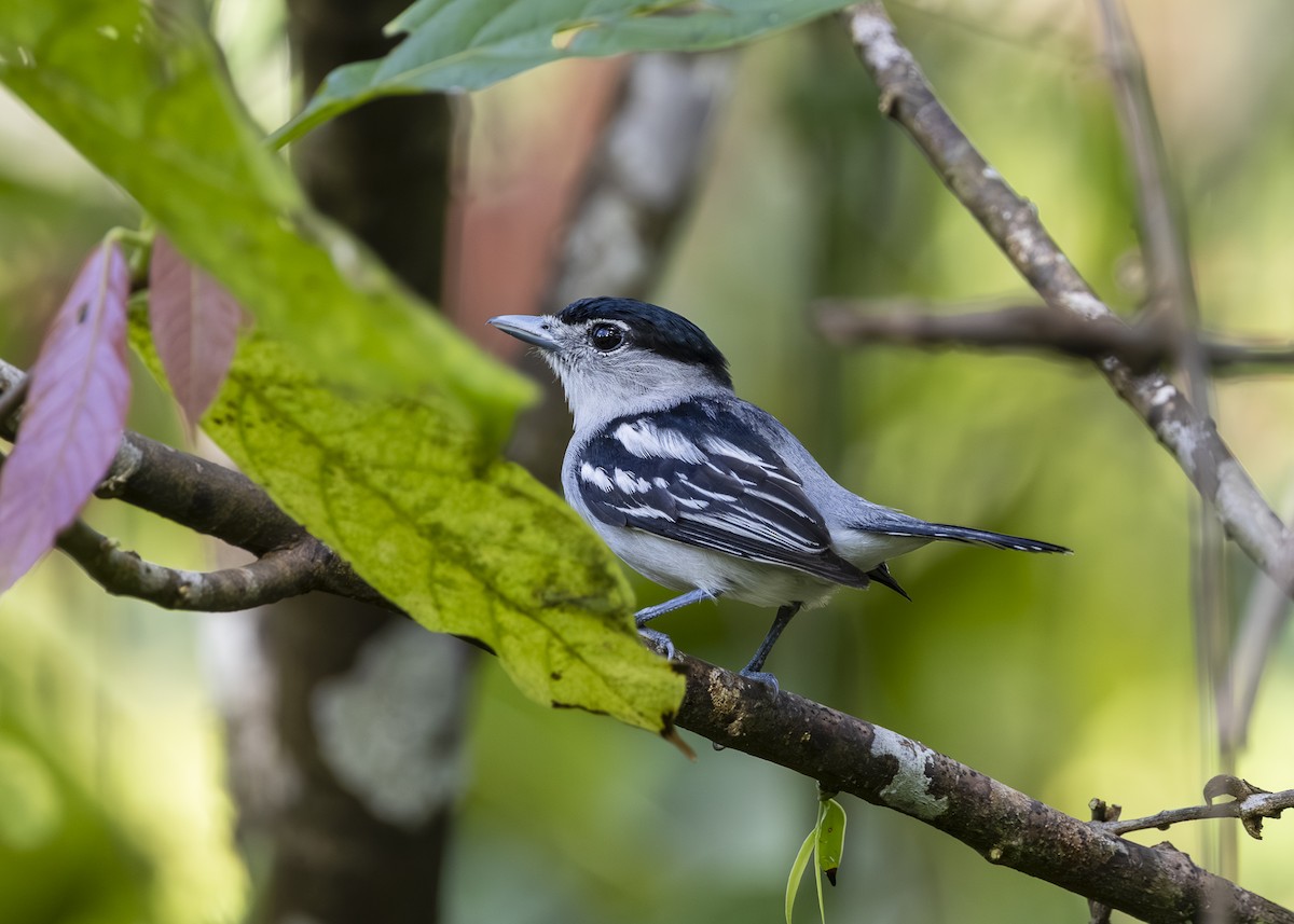 ズグロカザリドリモドキ - ML646392764