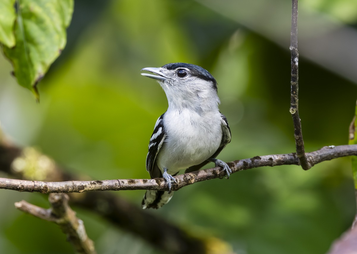 ズグロカザリドリモドキ - ML646392768