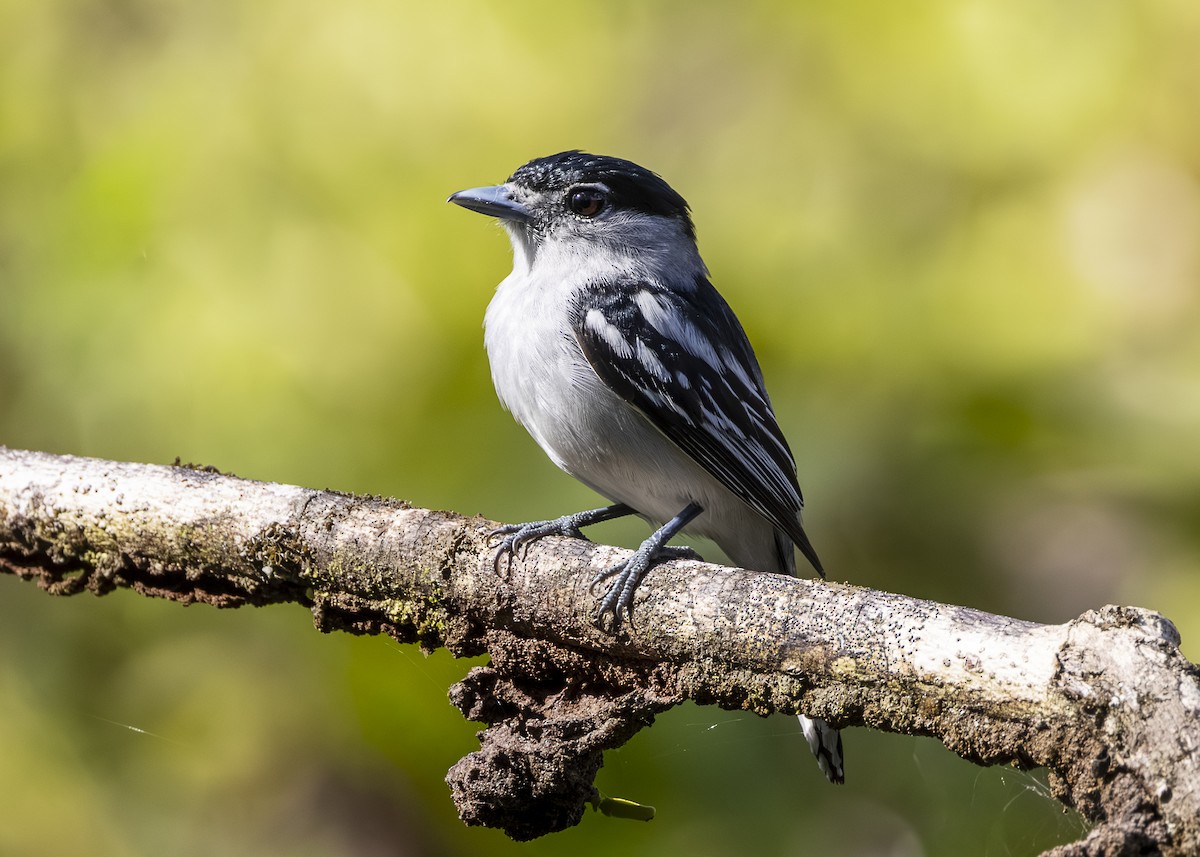 ズグロカザリドリモドキ - ML646392769