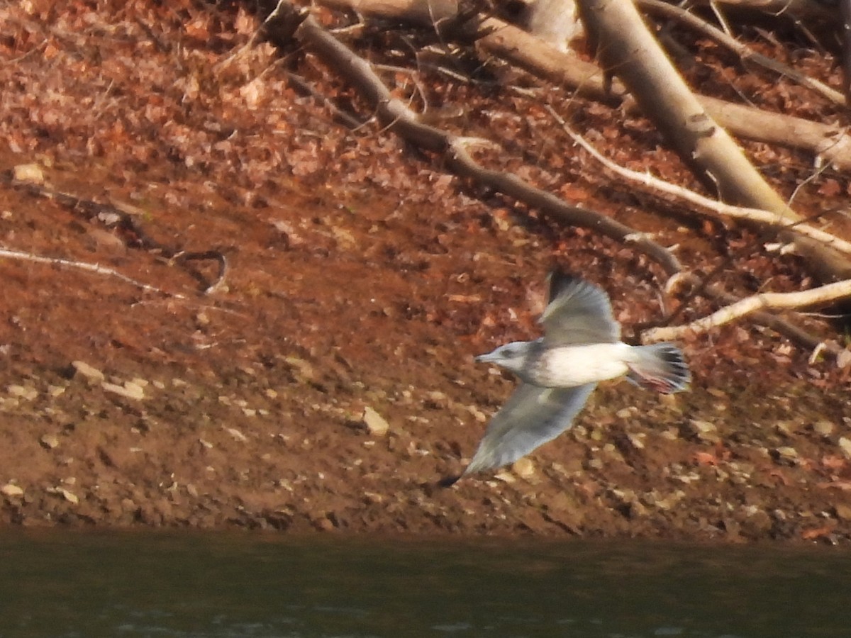 アメリカセグロカモメ - ML646392770