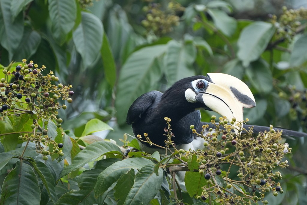 キタカササギサイチョウ - ML646392771