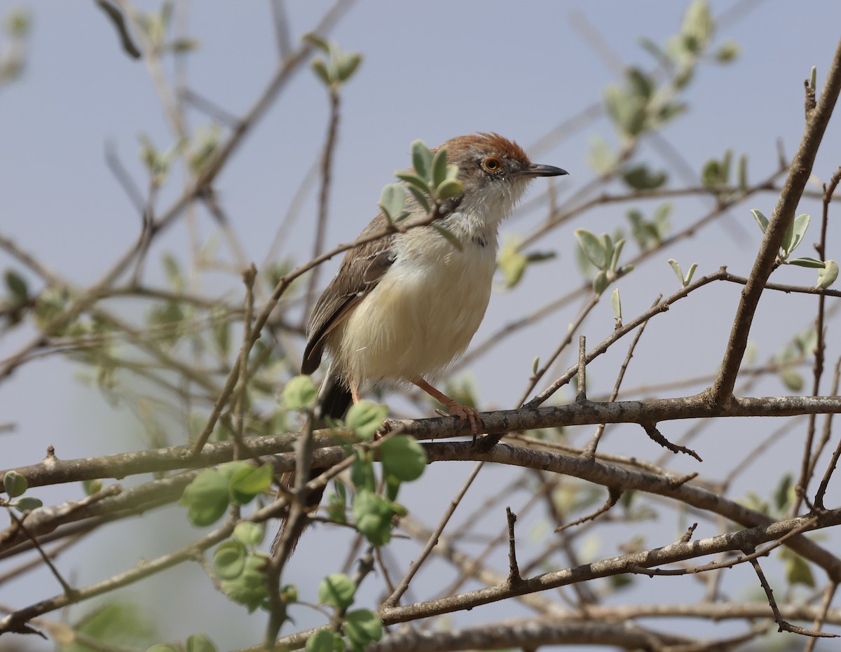 チャビタイムシクイ - ML646392773