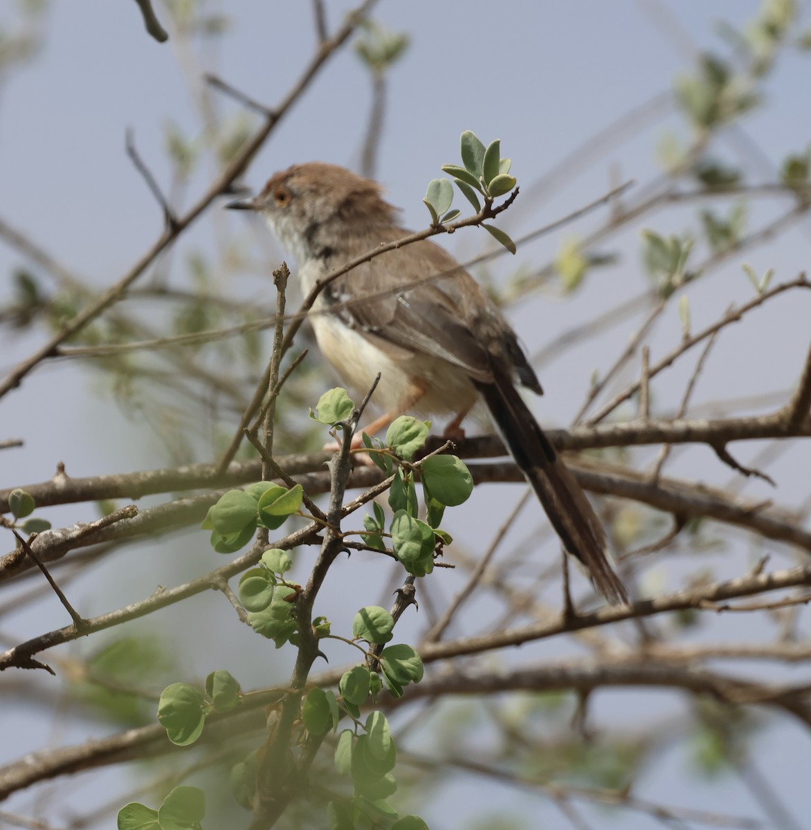 チャビタイムシクイ - ML646392774