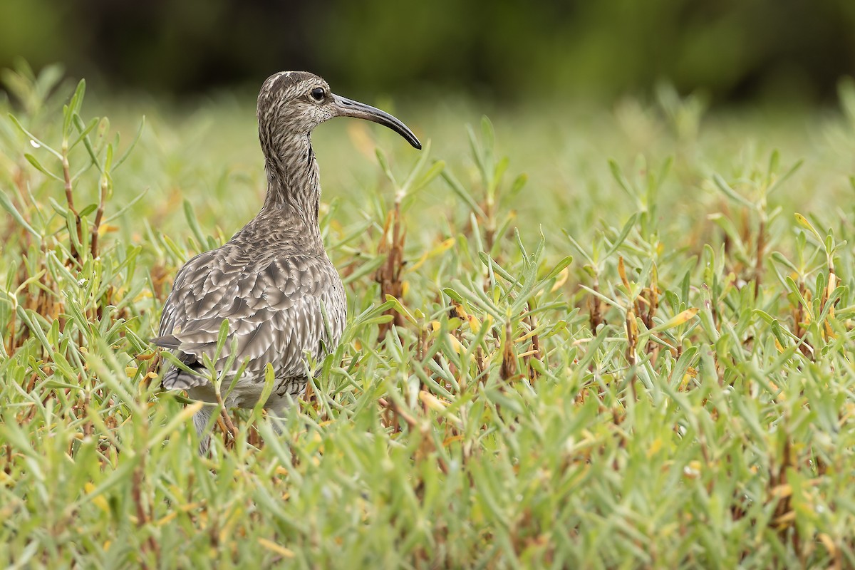 チュウシャクシギ（phaeopus） - ML646392778