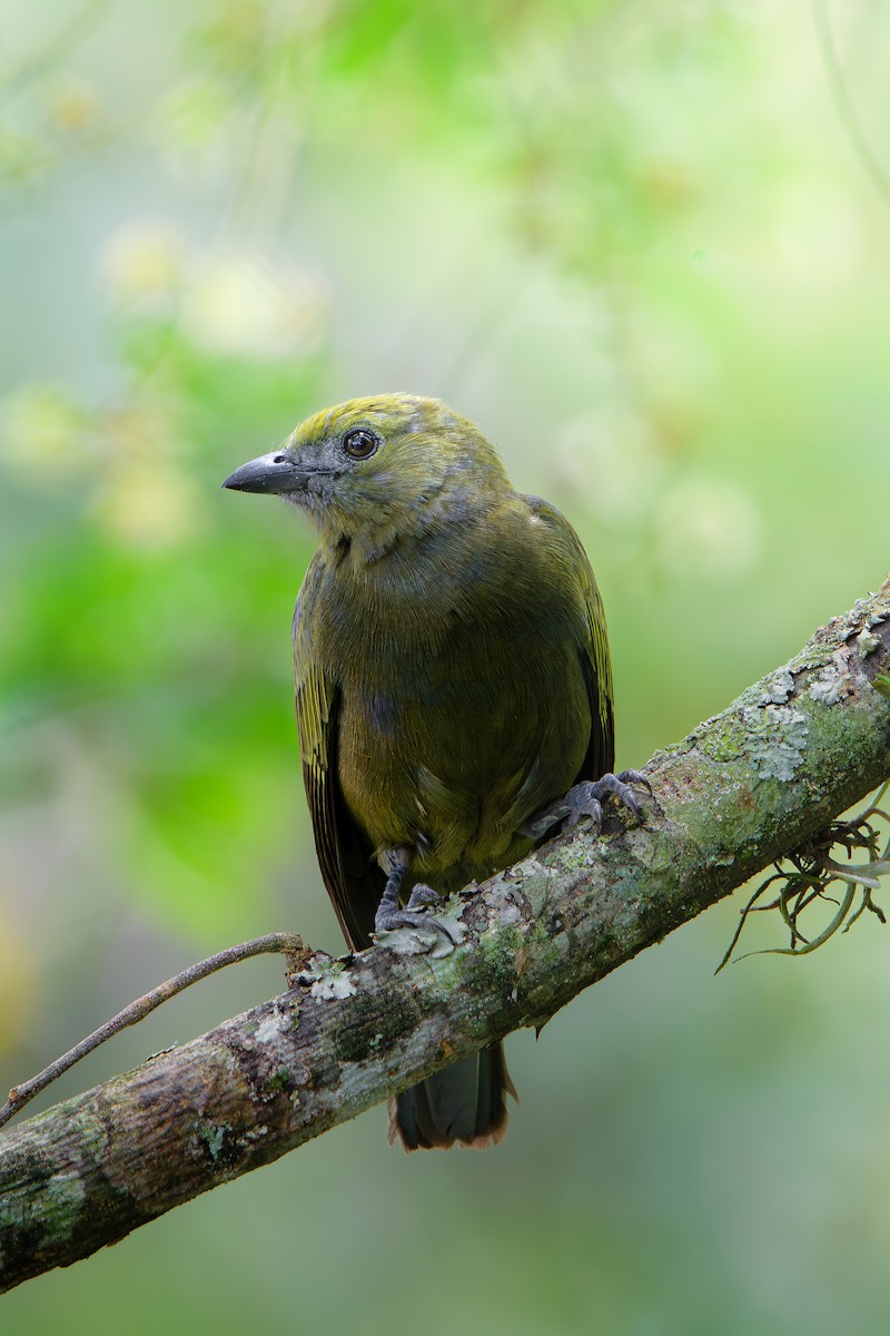 ヤシフウキンチョウ - ML646392779