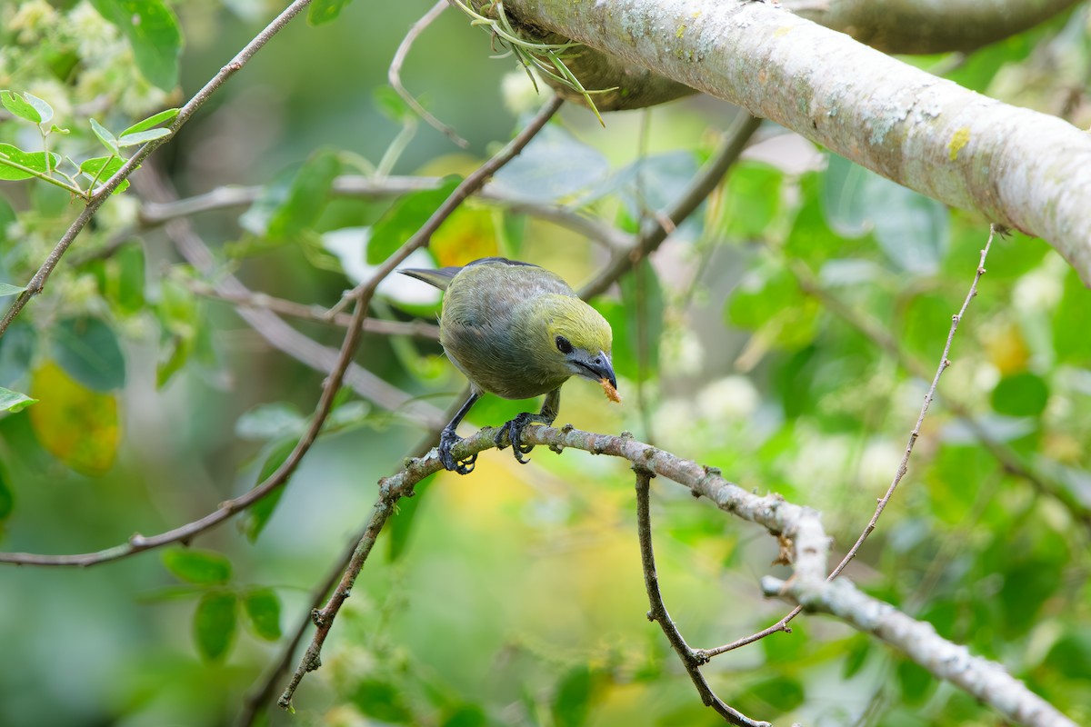 ヤシフウキンチョウ - ML646392780