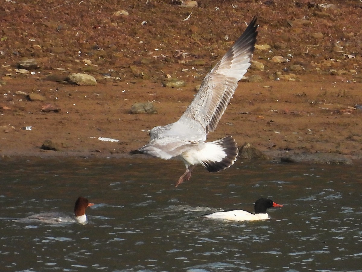 アメリカセグロカモメ - ML646392781