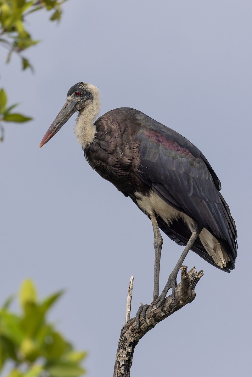 African Woolly-necked Stork - ML646392782