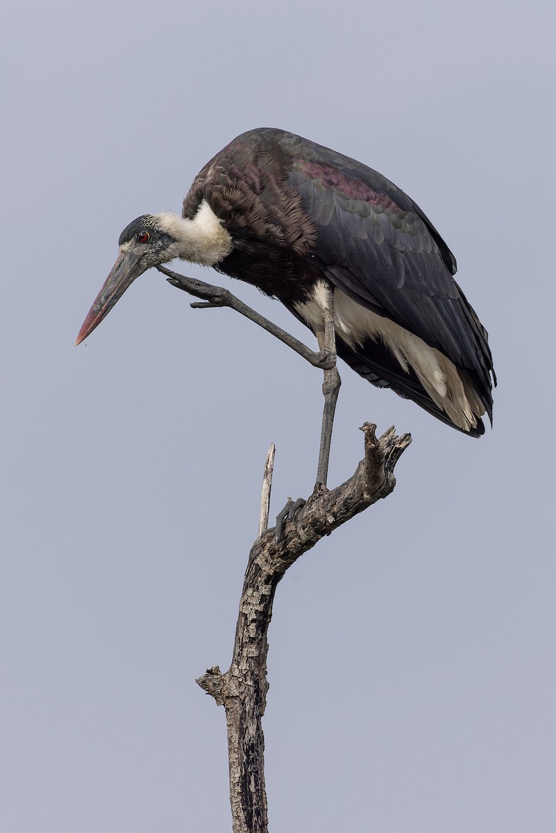 African Woolly-necked Stork - ML646392783