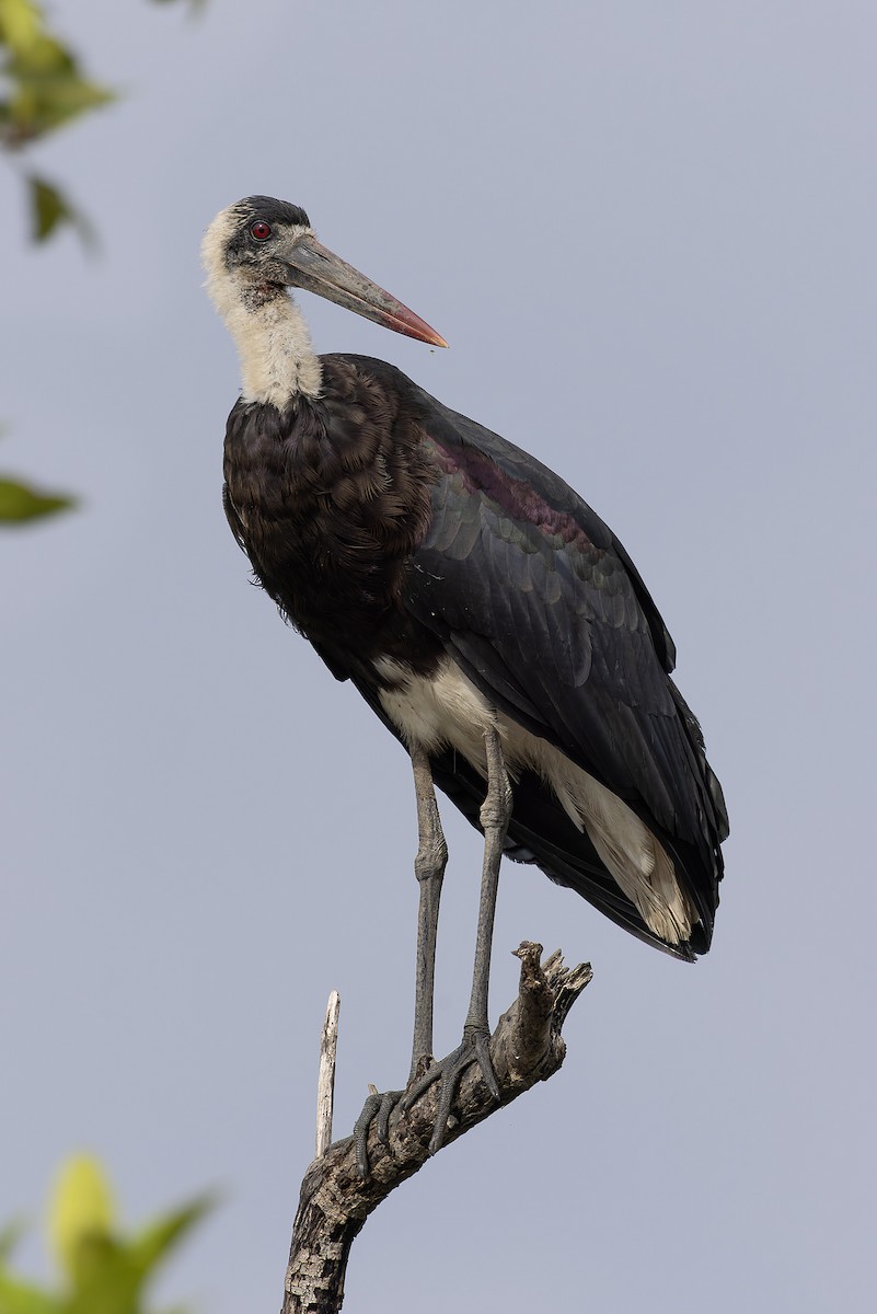 African Woolly-necked Stork - ML646392784
