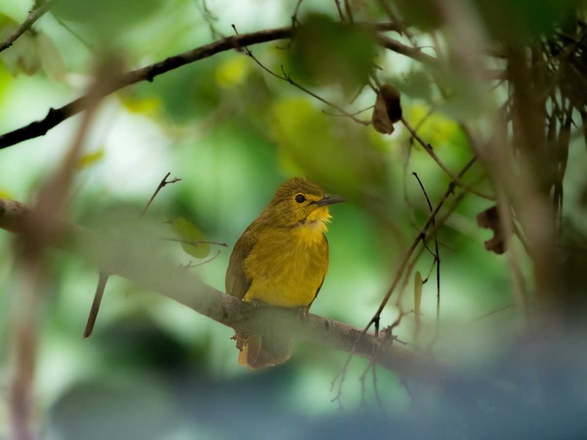 キマユヒヨドリ - ML646392785