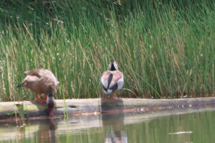 アカアシコガモ - ML646392786