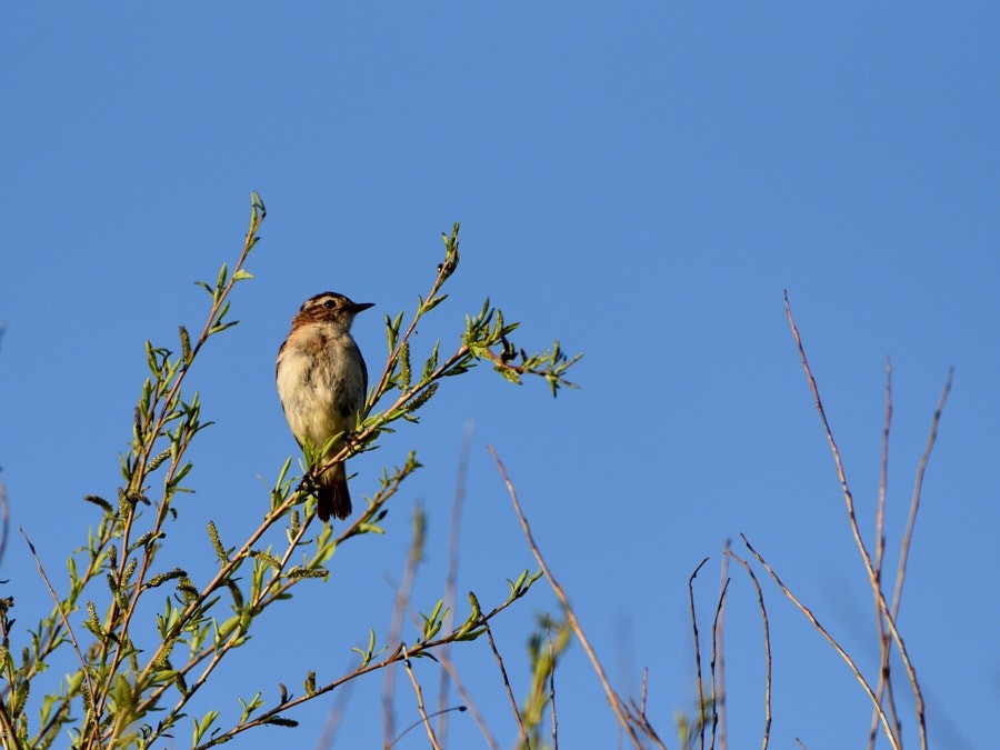 マミジロノビタキ - ML646392787