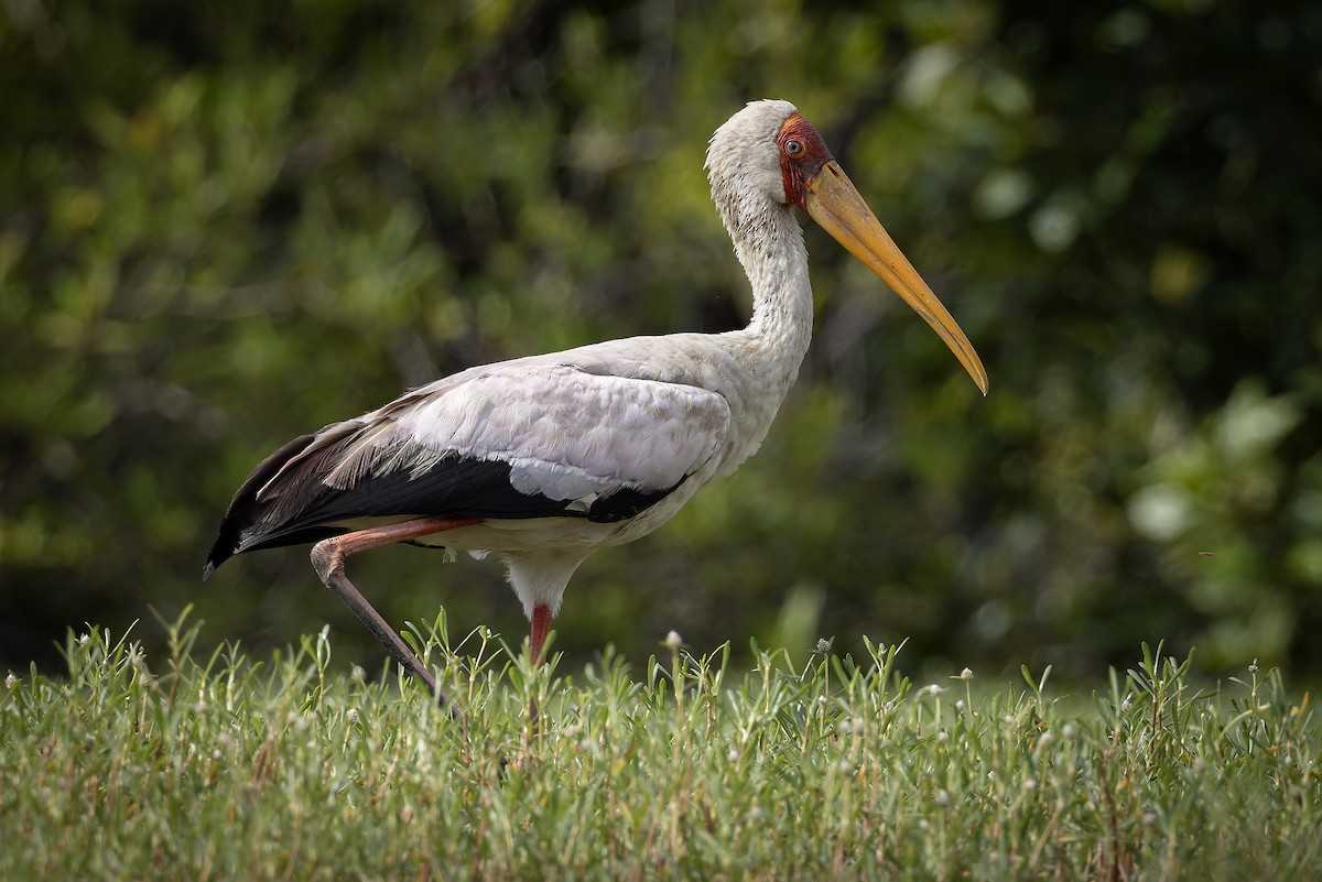 アフリカトキコウ - ML646392788