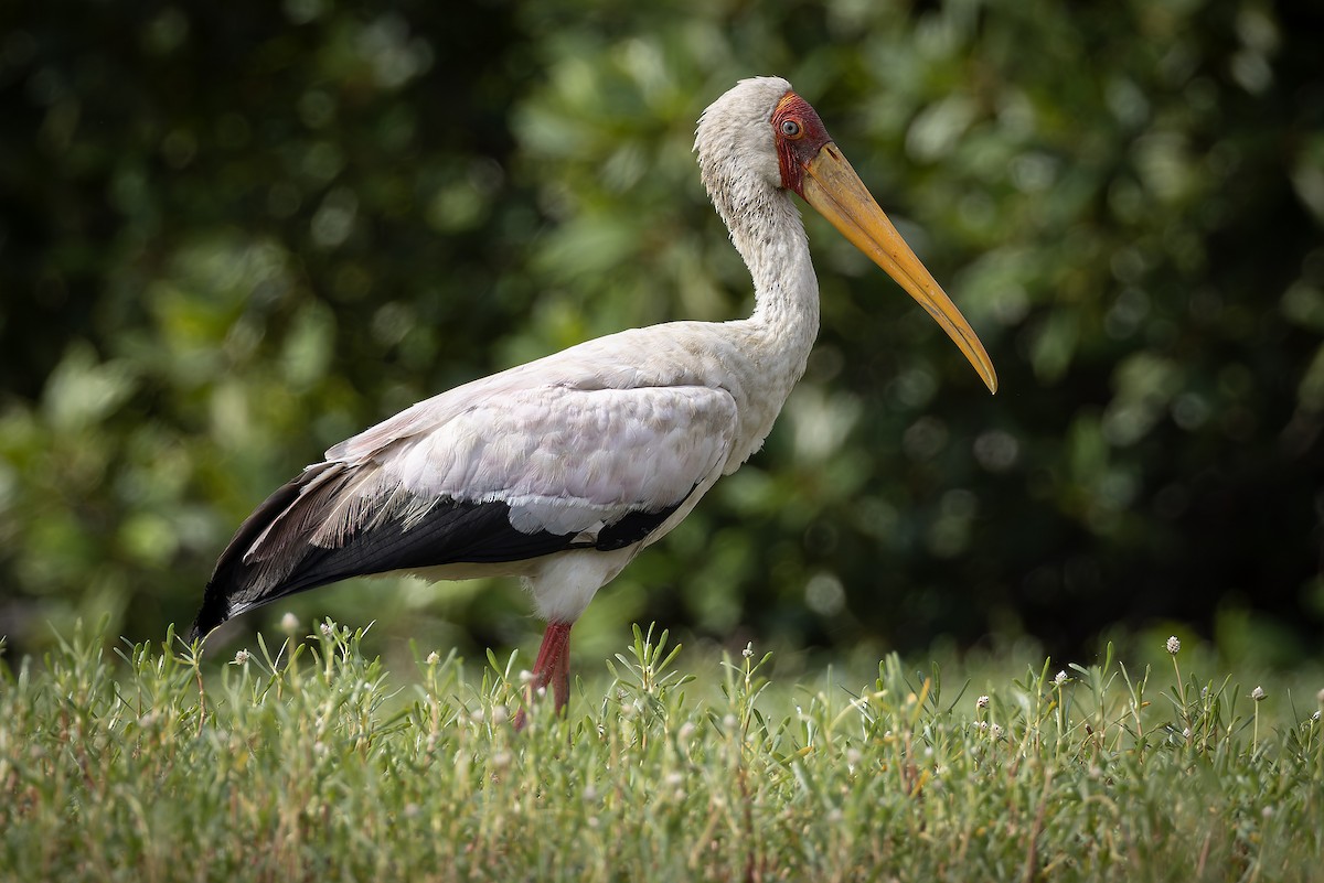 アフリカトキコウ - ML646392789