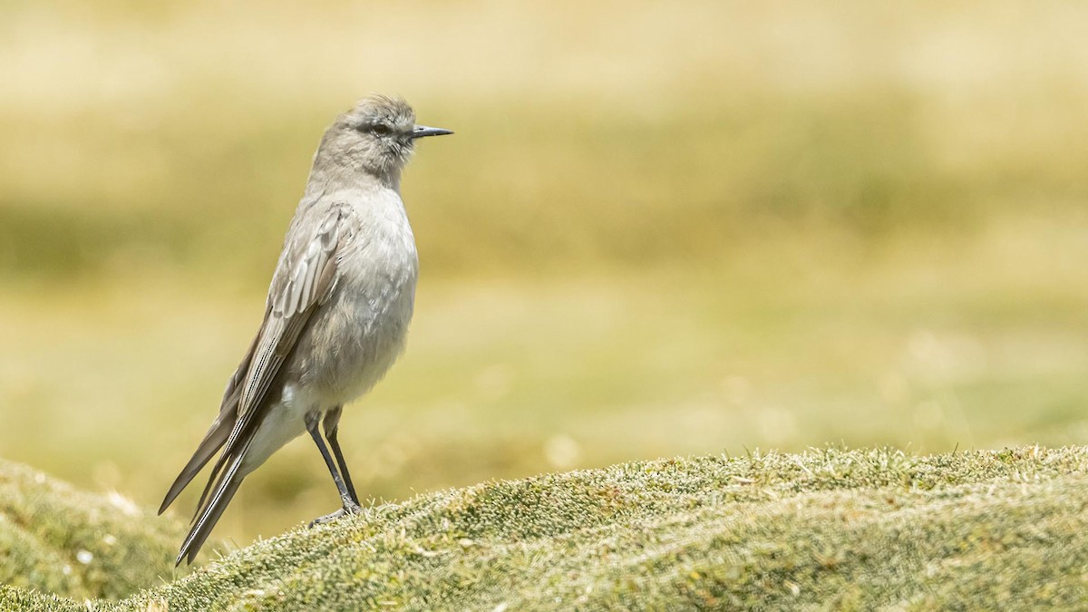 キバネカワカマドドリ - ML646392790