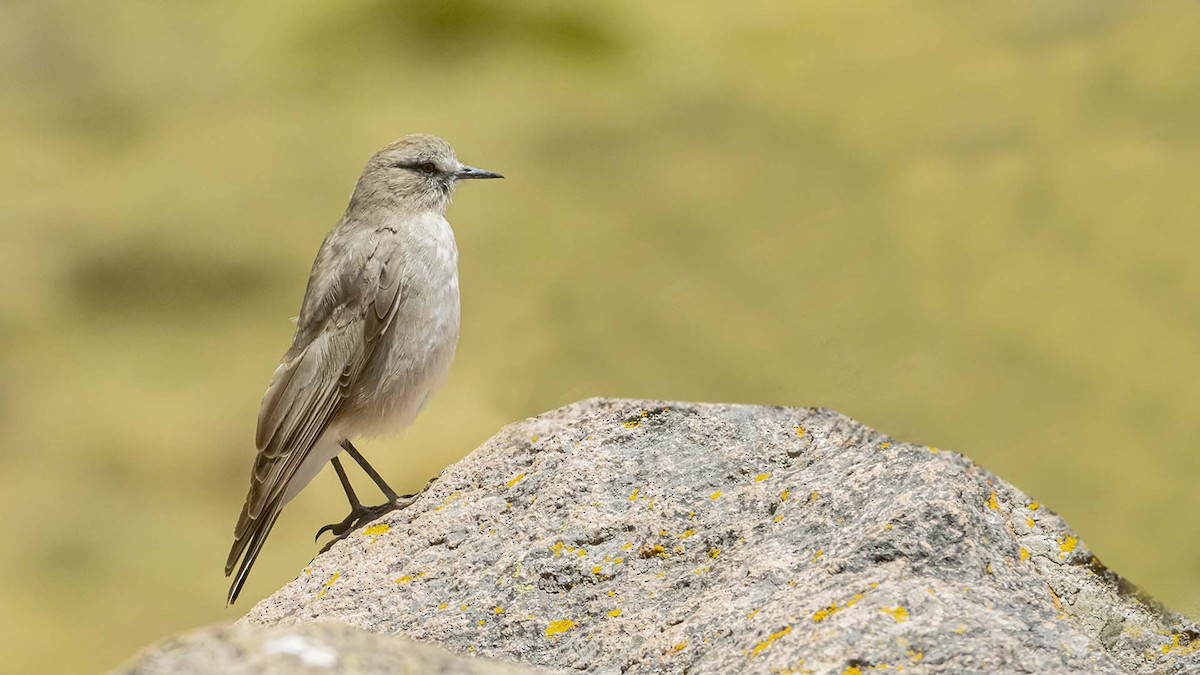 キバネカワカマドドリ - ML646392791