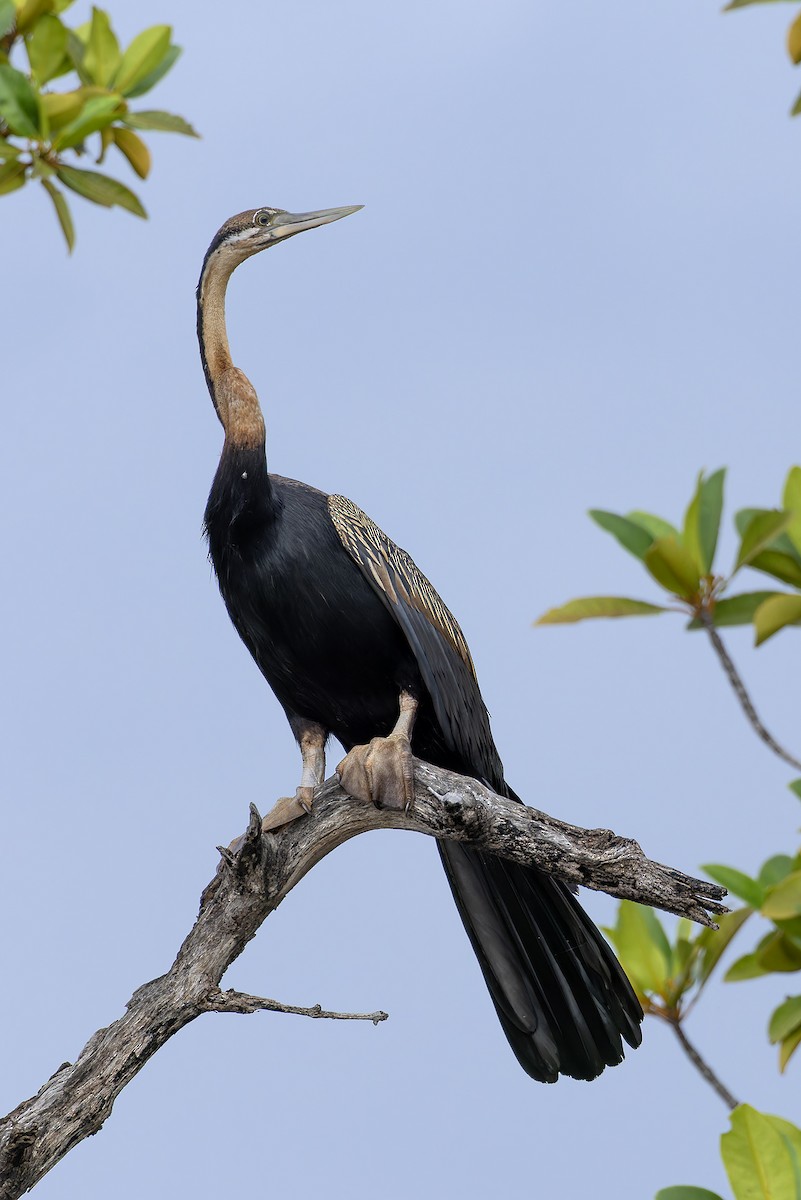 アフリカヘビウ - ML646392792