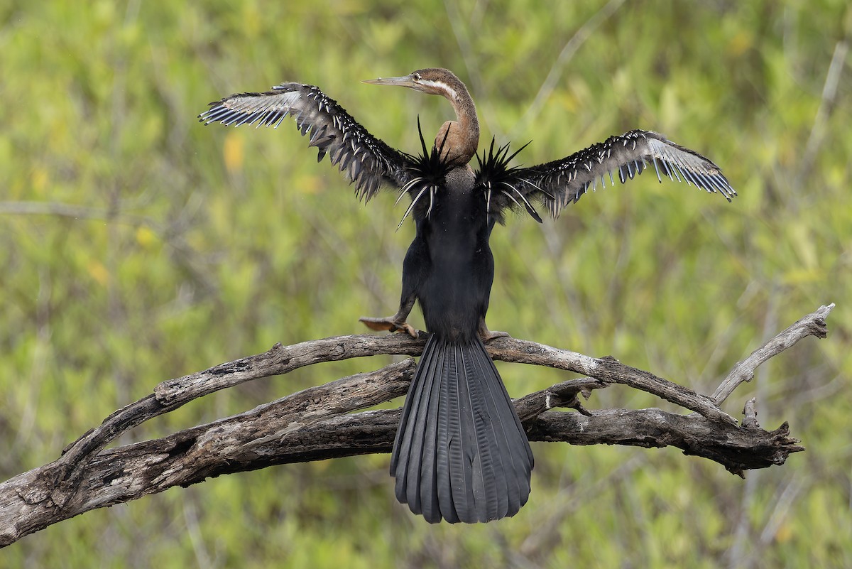 アフリカヘビウ - ML646392793