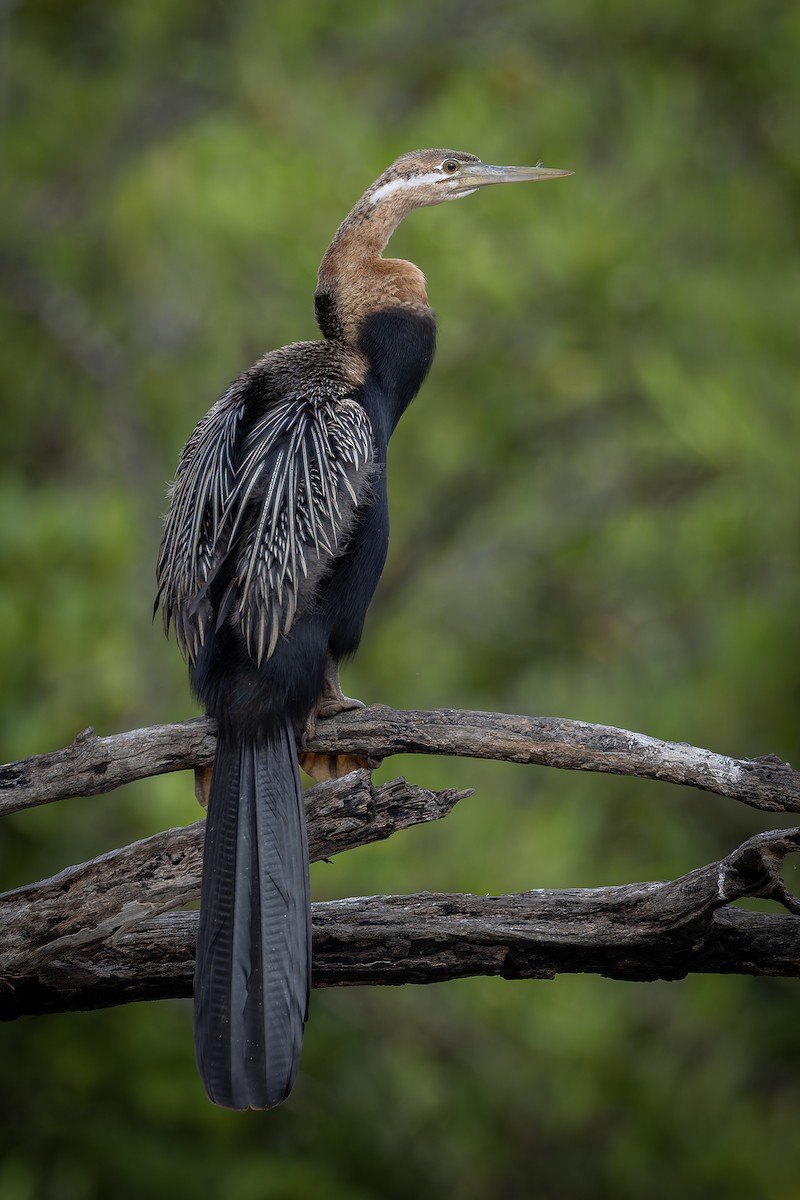 アフリカヘビウ - ML646392794