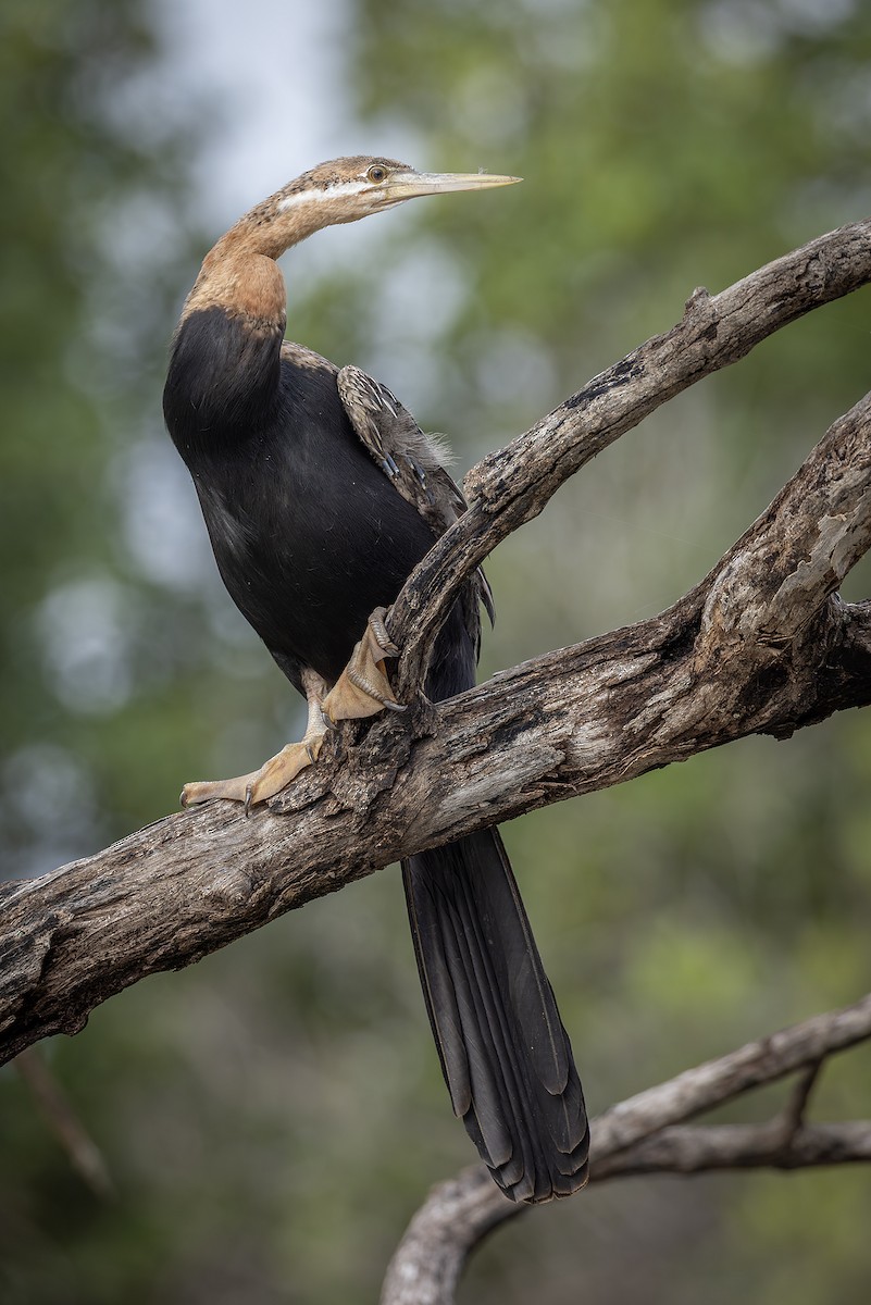 アフリカヘビウ - ML646392795